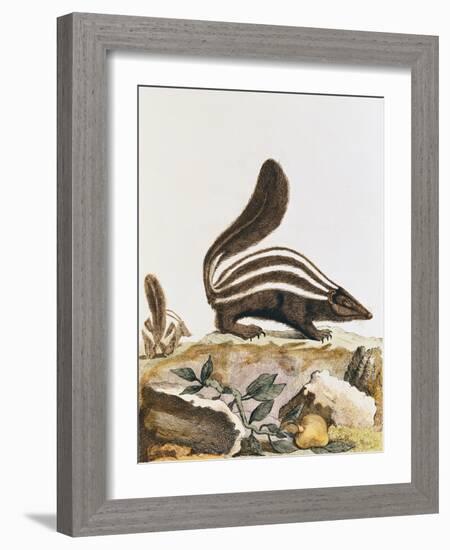 Skunk, from "Histoire Naturelle" by Georges Louis Leclerc Buffon 1749-1804-null-Framed Giclee Print