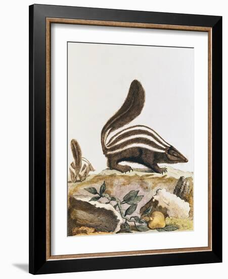 Skunk, from "Histoire Naturelle" by Georges Louis Leclerc Buffon 1749-1804-null-Framed Giclee Print