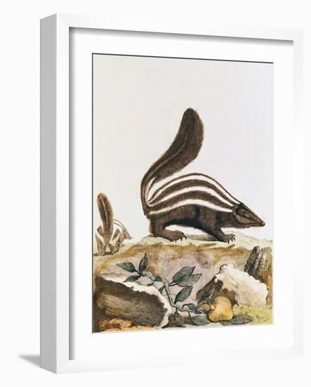 Skunk, from "Histoire Naturelle" by Georges Louis Leclerc Buffon 1749-1804-null-Framed Giclee Print