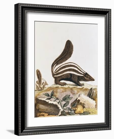 Skunk, from "Histoire Naturelle" by Georges Louis Leclerc Buffon 1749-1804-null-Framed Giclee Print