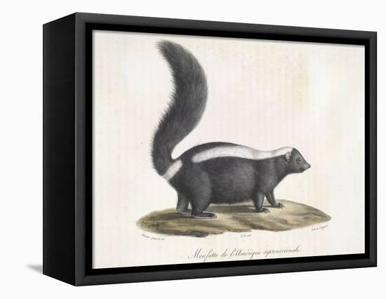 Skunk-null-Framed Premier Image Canvas