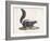 Skunk-null-Framed Giclee Print