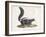 Skunk-null-Framed Giclee Print