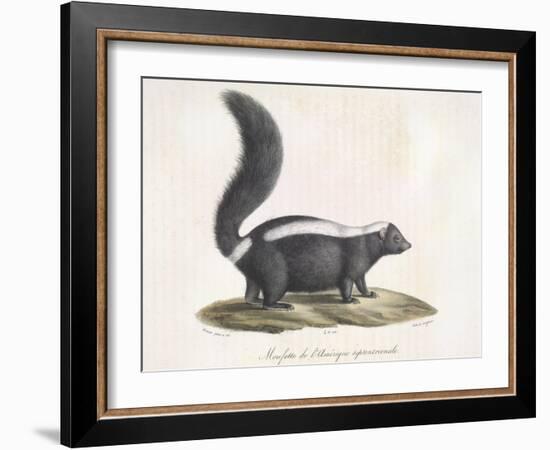 Skunk-null-Framed Giclee Print