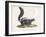 Skunk-null-Framed Giclee Print