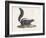 Skunk-null-Framed Giclee Print