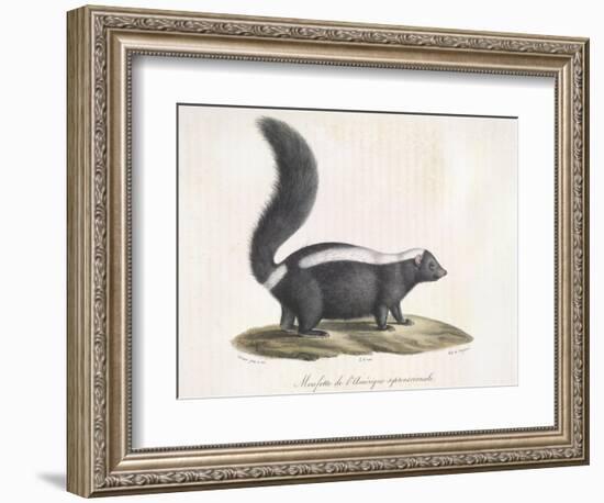 Skunk-null-Framed Giclee Print