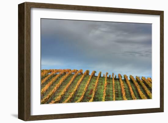 Sky and Vine-Vincent James-Framed Photographic Print