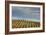 Sky and Vine-Vincent James-Framed Photographic Print