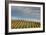 Sky and Vine-Vincent James-Framed Photographic Print