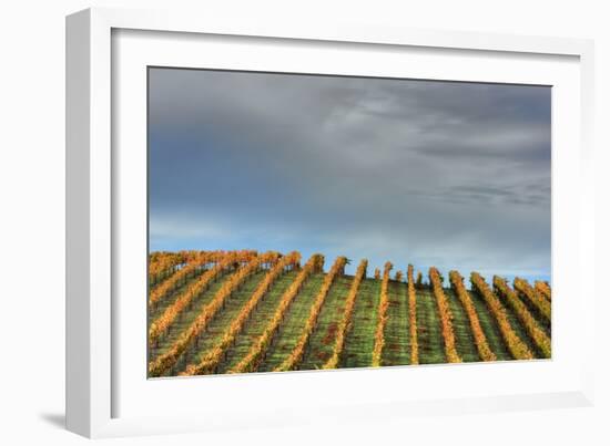 Sky and Vine-Vincent James-Framed Photographic Print