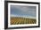 Sky and Vine-Vincent James-Framed Photographic Print