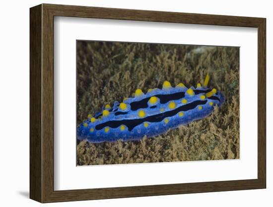 Sky Blue Phyllidia Dorid Nudibranch, Coral Reef, Fiji-Pete Oxford-Framed Photographic Print