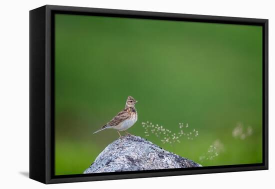 Sky lark, Haytor Down, Dartmoor, Devon , UK-David Pike-Framed Premier Image Canvas