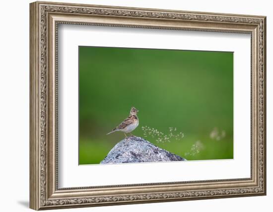 Sky lark, Haytor Down, Dartmoor, Devon , UK-David Pike-Framed Photographic Print