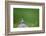 Sky lark, Haytor Down, Dartmoor, Devon , UK-David Pike-Framed Photographic Print