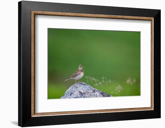 Sky lark, Haytor Down, Dartmoor, Devon , UK-David Pike-Framed Photographic Print