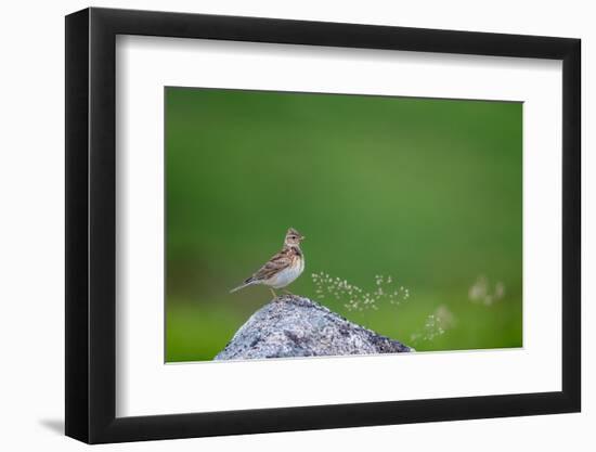 Sky lark, Haytor Down, Dartmoor, Devon , UK-David Pike-Framed Photographic Print