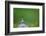 Sky lark, Haytor Down, Dartmoor, Devon , UK-David Pike-Framed Photographic Print