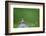 Sky lark, Haytor Down, Dartmoor, Devon , UK-David Pike-Framed Photographic Print