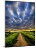 Sky Path-Adrian Campfield-Mounted Photographic Print