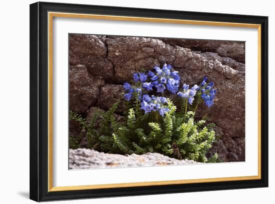 Sky Pilot (Polemonium Viscosum)-Bob Gibbons-Framed Photographic Print