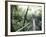 Sky Walk, Monteverde Cloud Forest, Costa Rica-Michele Westmorland-Framed Photographic Print