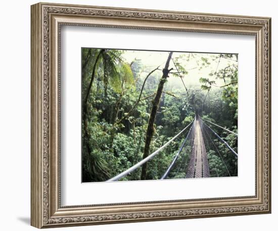 Sky Walk, Monteverde Cloud Forest, Costa Rica-Michele Westmorland-Framed Photographic Print