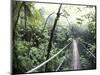 Sky Walk, Monteverde Cloud Forest, Costa Rica-Michele Westmorland-Mounted Photographic Print