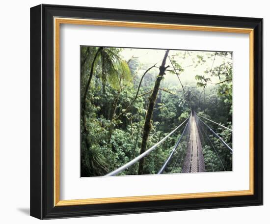 Sky Walk, Monteverde Cloud Forest, Costa Rica-Michele Westmorland-Framed Photographic Print