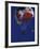 Skydiver with Red, White and Blue Parachute-null-Framed Photographic Print