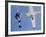 Skydivers Jumping from Plane-null-Framed Photographic Print