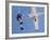 Skydivers Jumping from Plane-null-Framed Photographic Print