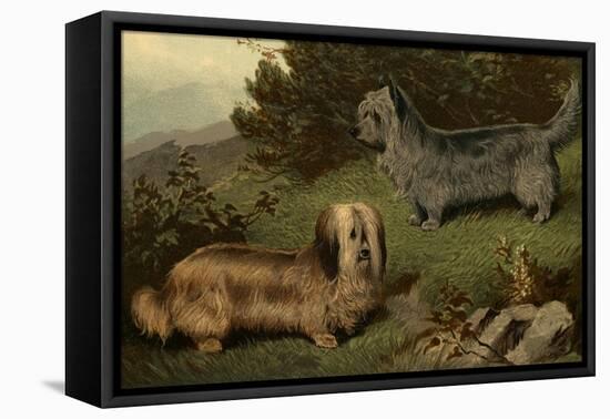 Skye Terriers-Vero Shaw-Framed Stretched Canvas