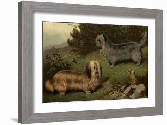 Skye Terriers-Vero Shaw-Framed Art Print