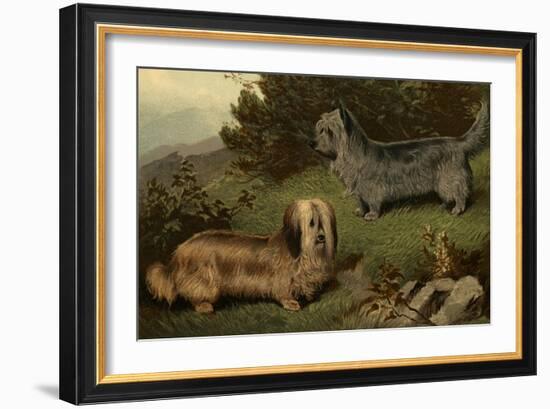 Skye Terriers-Vero Shaw-Framed Art Print