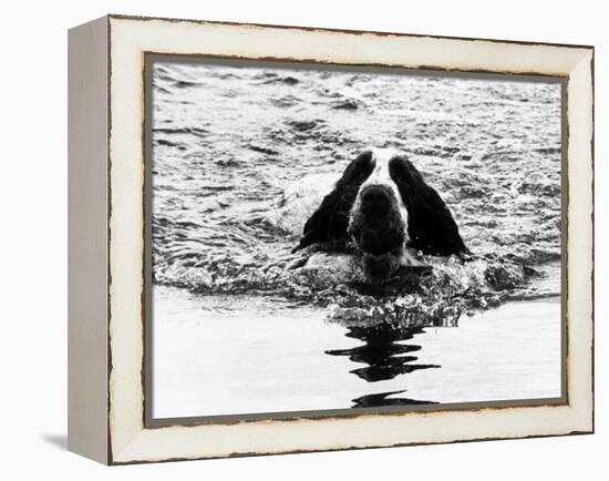 Skye the St. Bernard Dog Swimming-null-Framed Premier Image Canvas