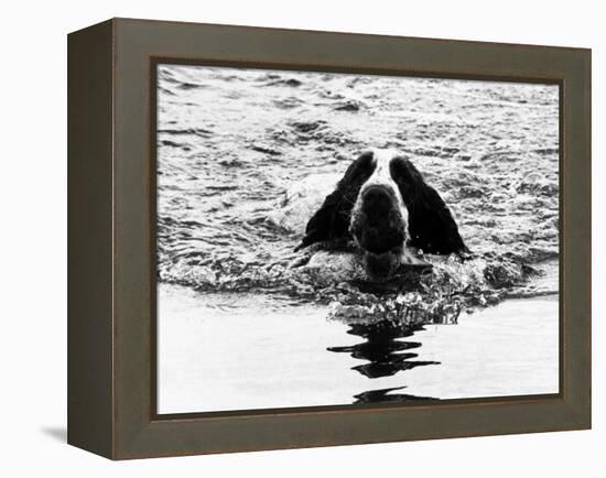 Skye the St. Bernard Dog Swimming-null-Framed Premier Image Canvas