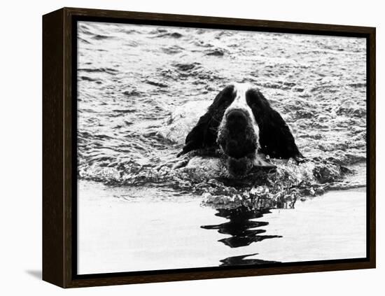 Skye the St. Bernard Dog Swimming-null-Framed Premier Image Canvas