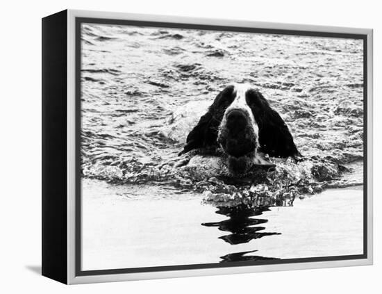 Skye the St. Bernard Dog Swimming-null-Framed Premier Image Canvas