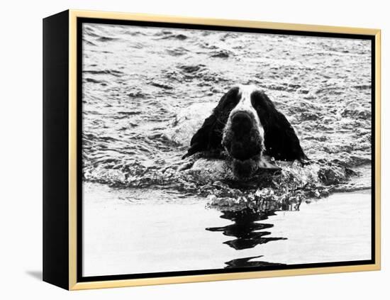 Skye the St. Bernard Dog Swimming-null-Framed Premier Image Canvas