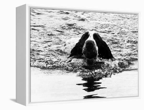 Skye the St. Bernard Dog Swimming-null-Framed Premier Image Canvas