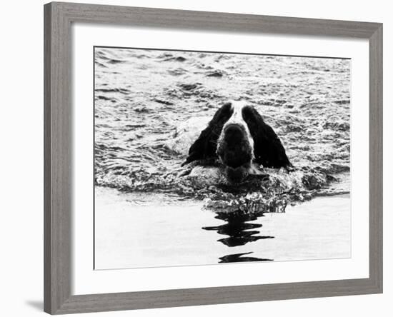 Skye the St. Bernard Dog Swimming-null-Framed Photographic Print