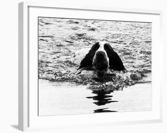 Skye the St. Bernard Dog Swimming--Framed Photographic Print