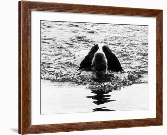Skye the St. Bernard Dog Swimming-null-Framed Photographic Print