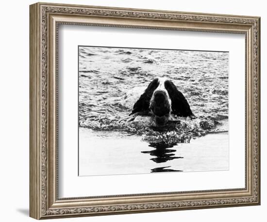 Skye the St. Bernard Dog Swimming-null-Framed Photographic Print