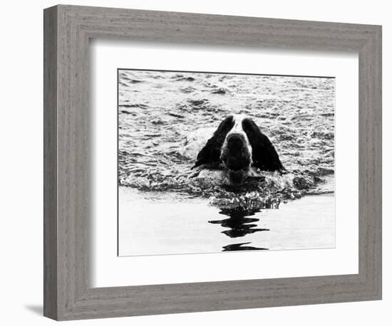 Skye the St. Bernard Dog Swimming-null-Framed Photographic Print