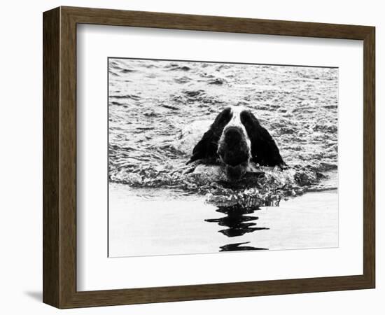 Skye the St. Bernard Dog Swimming-null-Framed Photographic Print