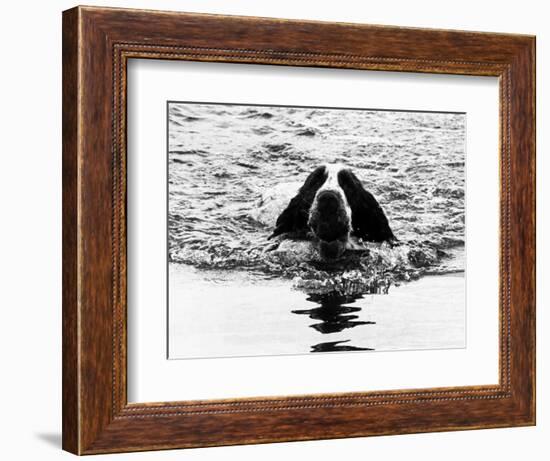 Skye the St. Bernard Dog Swimming-null-Framed Photographic Print