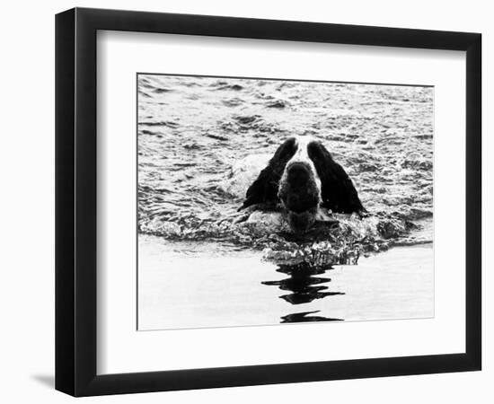 Skye the St. Bernard Dog Swimming-null-Framed Photographic Print